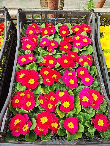 Şitillər: 🌹Primula gülü əsil qış üçün soyuğa və şaxtaya dözümlü bəzədilmə gülü — 6