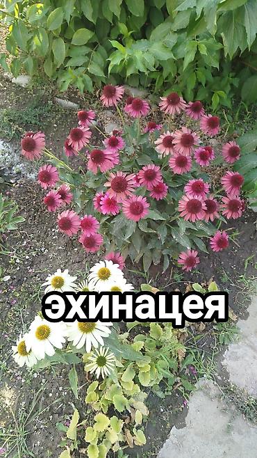 Другие садовые цветы и кустарники: Хосты и садовая фуксия — сортовые растения для вашего сада. - Hosta — 8