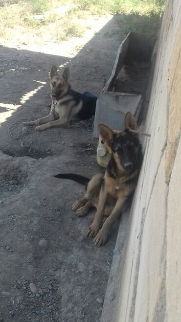 собаку в хорошие руки в Азербайджан | Коты: Продаю собаку овчарка мать и дитя, всего за 350 azn, немного о себе