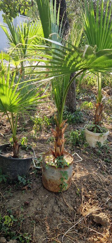 Ağaclar: Vaşınqton palma ağacları satılır qiymətlər palmaya görə dəyişir 10 -da lalafo.az — 7 Ağaclar: Vaşınqton palma ağacları satılır qiymətlər palmaya görə dəyişir 10 — 7
