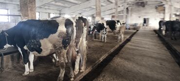 Коровы, быки: Продаю | Корова (самка) — 18