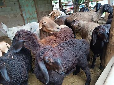 Баран, овца: Продаю | Баран (самец) | Эдильбаевская at lalafo.kg — 6 Баран, овца: Продаю | Баран (самец) | Эдильбаевская — 6