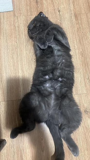 Продажа кошек: Британская короткошёрстная, 1 месяц, Мальчик, Голубой, Метис, Приучена к лотку — 8