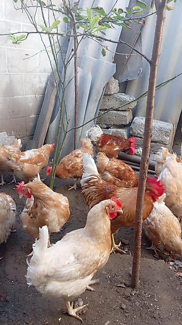 3 toyuq 3 gune 3 yumurta: Məhsul: Yerli toyuqlar və xoruzlar (yumurta yönümlü qarışıq rəngli — 4