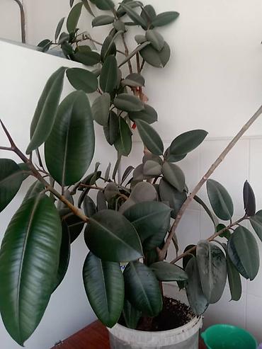Фикус каучуконосный (Ficus elastica), очень большой и пышный. Высота