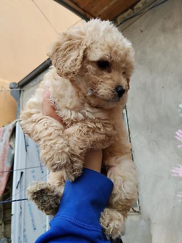 İtlər: Pudel — 16