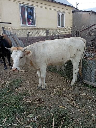 Продам с/х животных: Продаю | Корова (самка) | Для разведения | Привязанные — 5
