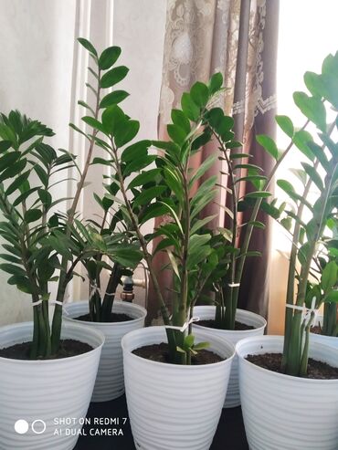 Комнатные растения: Долларовое дерево! ухоженные в белых 3д горшках, для офисов и для