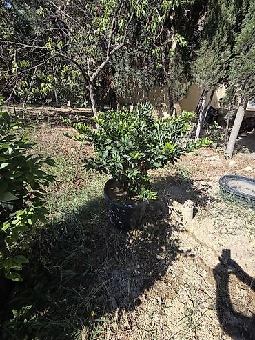 palma aqaci: Satılır: böyük ölçülü qablarda dekorativ bağ bitkiləri - — 3