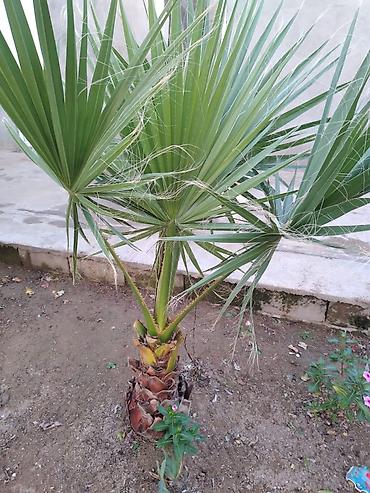 monstera bitkisi: Washingtonia filifera/robusta tipli) Təyinat: Həyətyanı sahə, bağ — 1