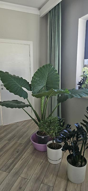 Алоказии: Алоказия крупноколистная (вероятно Alocasia macrorrhizos, «Слоновье — 2
