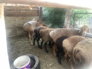 Бараны, овцы: Продаю | Овца (самка), Ягненок, Баран (самец) | Арашан | Для разведения