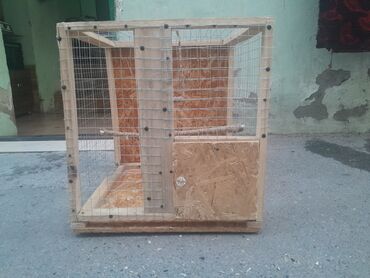 Qəfəslər: Qush qefesi deisdir papuqaynan