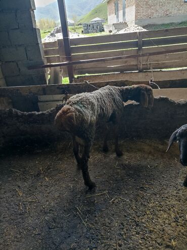 Бараны, овцы: Продаю | Баран (самец) | Арашан | Для разведения | Племенные