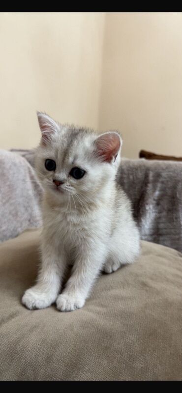 menks cinsli pişik: Şinşilla