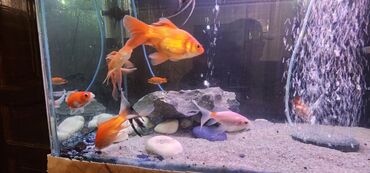 Akvariumlar: Dördbucaq akvarium, Balıqlarla birlikdə, 120 l — 4