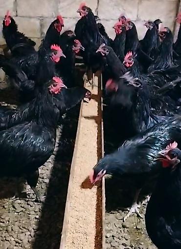 toyuq cücə satışı: Saf qan Avstrolorp sürüsü satılır. 1+1 şəklində satılır. Fərələrdən — 1