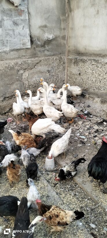 bala pişiylər: Dişi, | Lal ördək, Damazlıq, Ünvandan götürmə