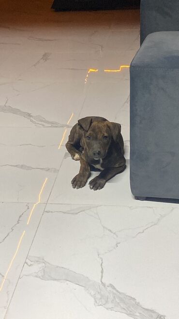 pitpul balası: Pitbul, 2 ay, Dişi, Ünvandan götürmə, Pulsuz çatdırılma