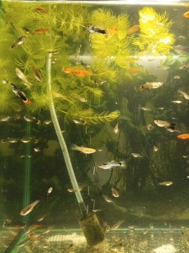аквариум с рыбками: Срочно срочно продаю аквариум с рыбками и со всеми комплектациями