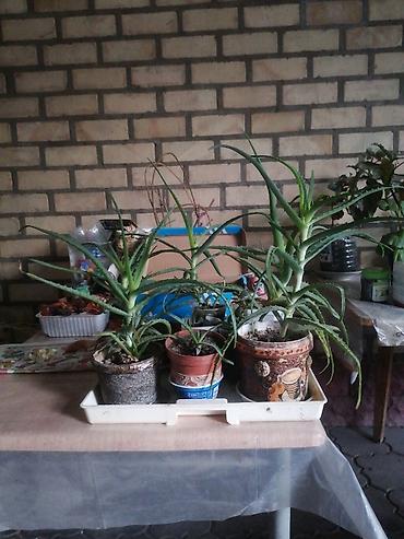 орхи: Продаю комнатные цветы. Большой выбор, цена от 50 сом и выше — 5