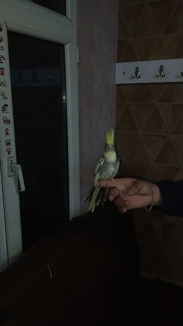 qus adlari: Quş qəfəsləri dəsti watsap aktivdi fikri cidi olmuyan narahat etmesin — 1