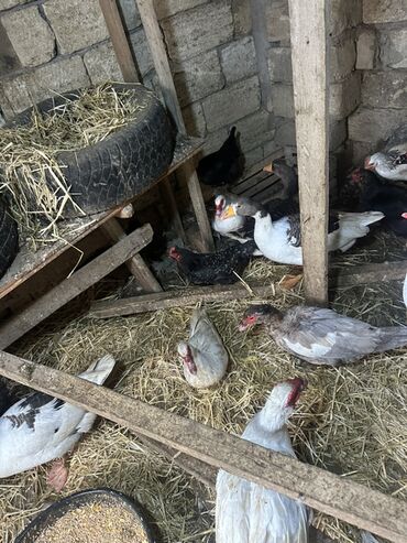 Ördəklər: Dişi, | Lal ördək, Damazlıq — 5