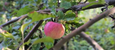 Продажа участков: 10 соток — 7