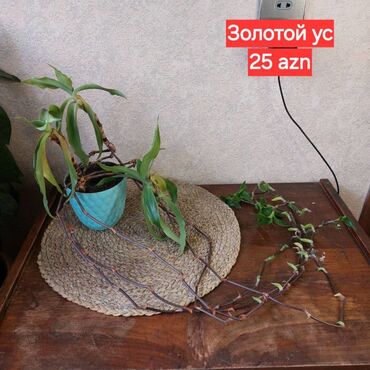 Другие растения: 🌿 Золотой ус (каллизия ароматная). Полезное и неприхотливое растение