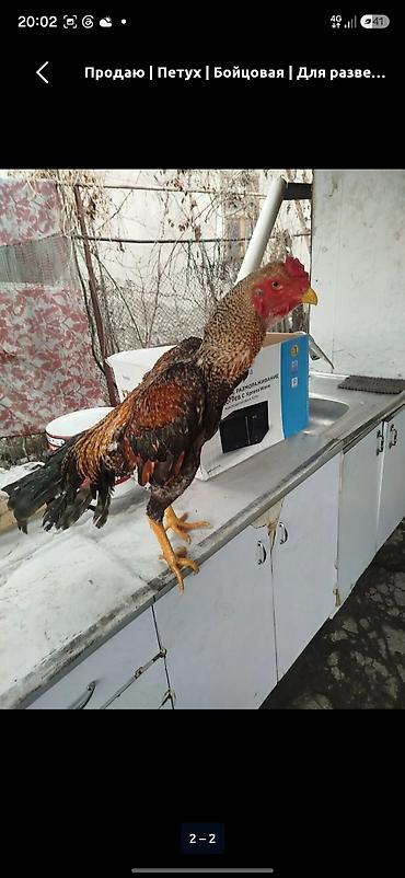 купить агаму: Продаю | Петух | Бойцовая | Для разведения — 1