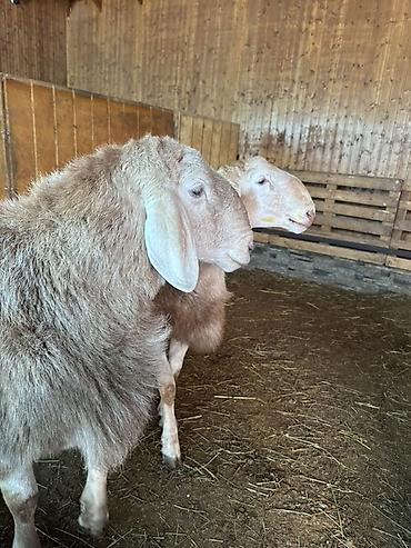 Баран, овца: Продаю | Баран (самец) | Арашан | Для разведения | Племенные, Осеменитель — 14