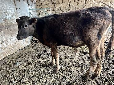 Коровы, быки: Продаю | Бык (самец) | Привязанные — 10