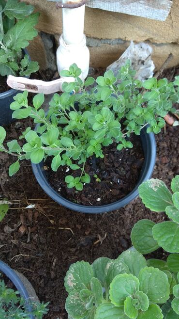 Toxumlar: Həyət gülleri. 90növ çesid var! — 13