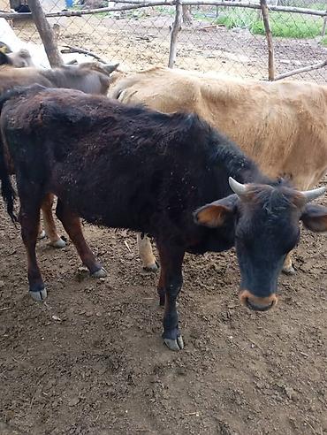 Коровы, быки: Продаю | Бык (самец) | На откорм — 11