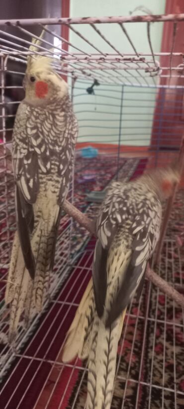 Tutuquşları: Salam.Tam saglam 8ayliq. 4 eded var Isteyen buyursun cutunu alana — 3