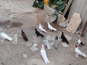 Quslar hamisi satilir 5manatdan real alici zeng etsin vatsapda yazsin