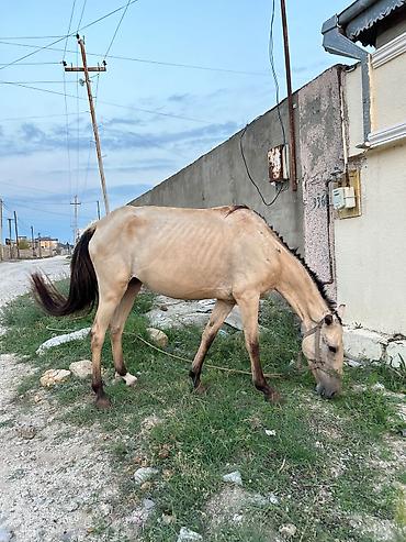 Dişi, Qarabag, il: 4, Rayonlara çatdırılma lalafo.az -da Dişi, Qarabag, il: 4, Rayonlara çatdırılma