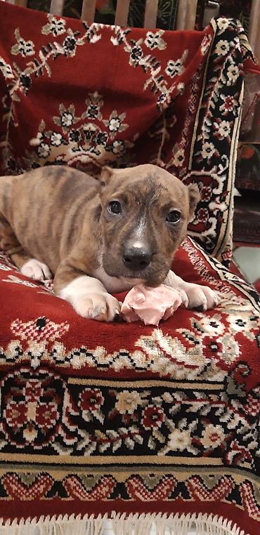 İtlər: Pitbul — 8