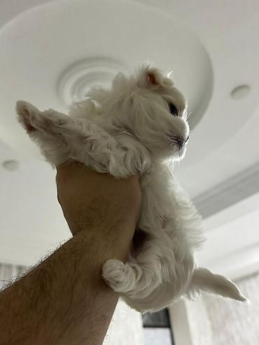 İtlər: Malta bolonka — 2