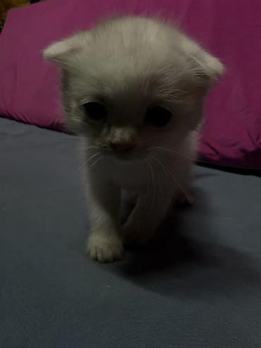 котята простые: Котята - Возраст: маленькие котята, только начинают активно изучать — 8