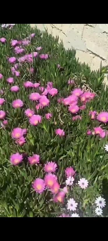 qaragilə ağacı satışı: Buzçiçəyi (Lampranthus/Delosperma) – yerörtən dekorativ sukulent - — 1