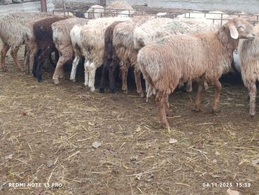 на ферме есть куры козлы и коровы: Сатам | Козу | Көбөйтүү үчүн | Токту