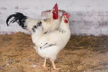 элитные коровы: Продаю | Куры | Суссекс | Для разведения