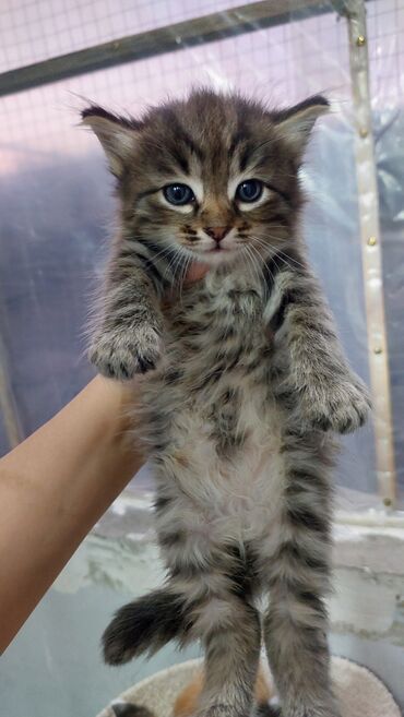 Pişiklər: Britan yastı qulaq, Erkək, Dişi, Yaxşı əllərə, Ödənişli çatdırılma -da lalafo.az — 1 Pişiklər: Britan yastı qulaq, Erkək, Dişi, Yaxşı əllərə, Ödənişli çatdırılma — 1