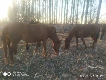 жпс трекер для лошадей in Кыргызстан | GPS НАВИГАТОРЫ: Продаю | Кобыла (самка) | Для разведения