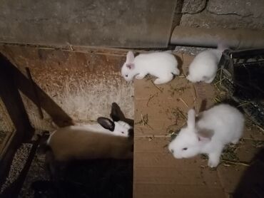 heyvanlara verilen adlar: Təmiz qan Kalıfornıya dovşanları satısa cıxdı.balalar 25 gunlukdur.ata