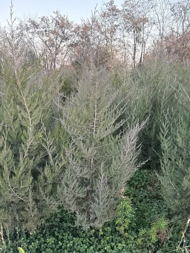 декоративный голубой ель: Хвойное дерево для озеленения участка - Порода: кипарис/кипарисовик