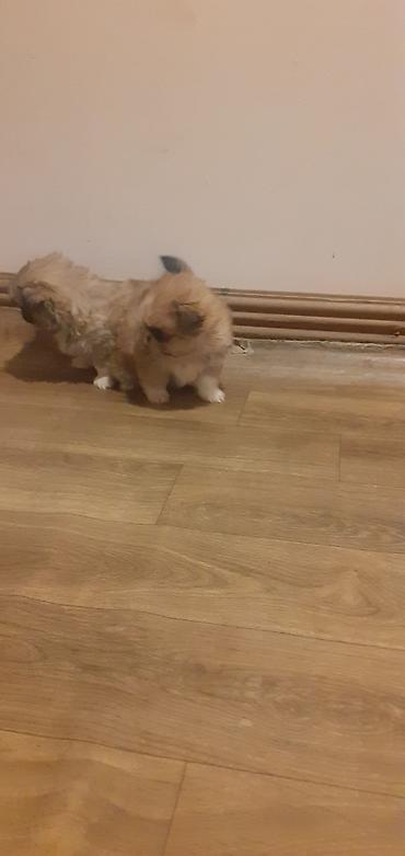 İtlər: Pekines, 1 ay, Peyvəndli — 6