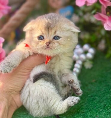 Pişiklər: Britan -da lalafo.az — 12 Pişiklər: Britan — 12