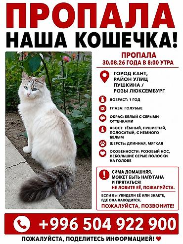 кой соебуз: ⚠️ ВОЗМОЖНО, КОШКУ КТО-ТО ПОДОБРАЛ Она домашняя и очень любима нашей — 1